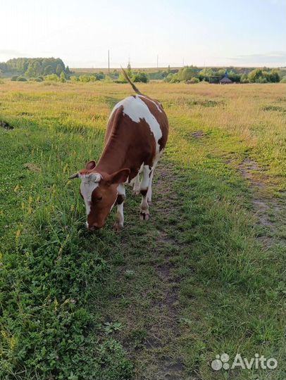 Телка стельная
