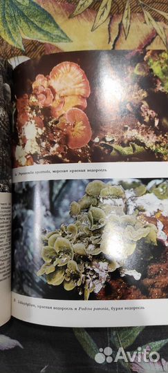 Иллюстрированная энциклопедия растений