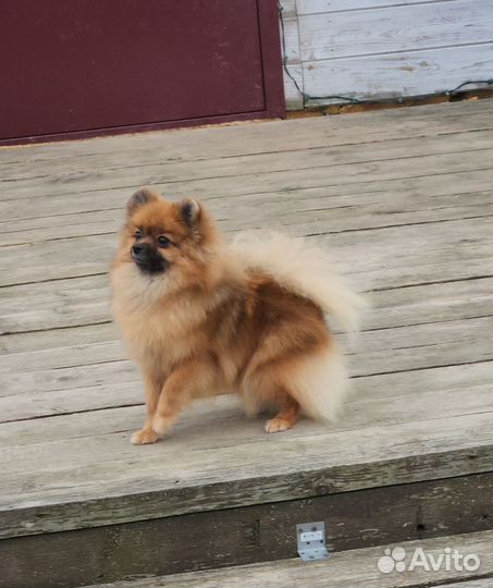 Померанский шпиц подросток