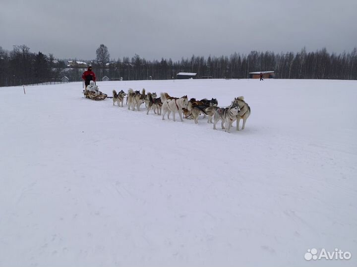 Выездная упряжка хаски
