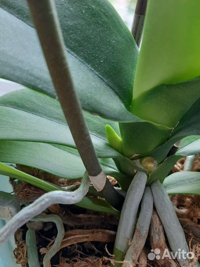 Орхидея фаленопсис