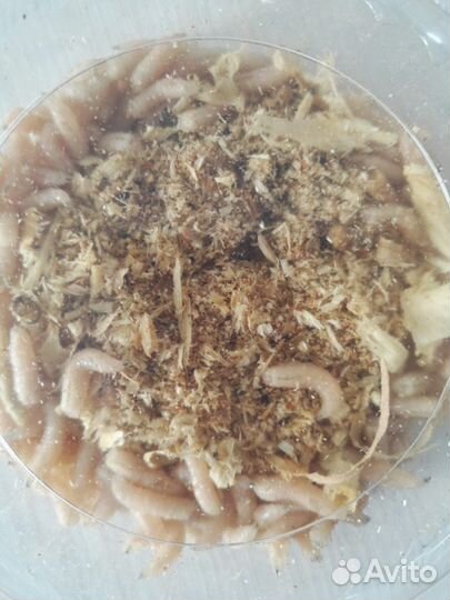 Живая наживка для рыбалки опарыш,навозник,выползок