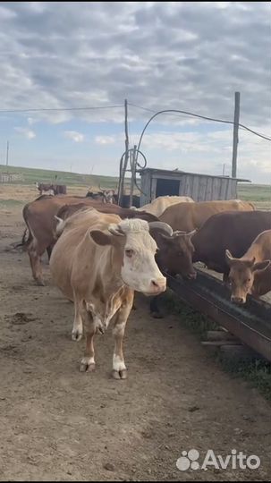 Коровы и телки