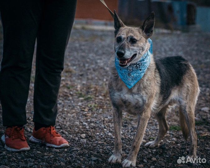 Собака в добрые руки отдам бесплатно