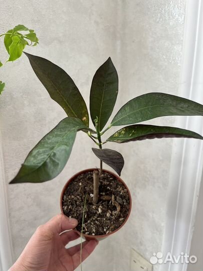 Домашние растения цветы