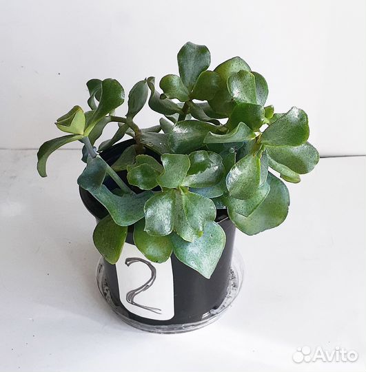Крассула Кучерявая Синяя Птица (Денежное дерево)