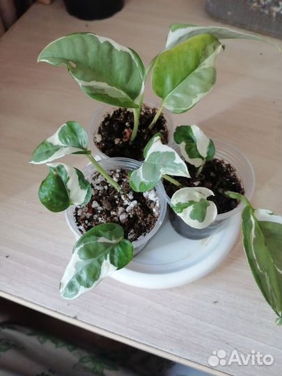 Эпипремнум Н-Джой