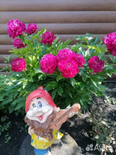 Пионы саженцы