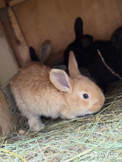 Кролики мясных пород великаны