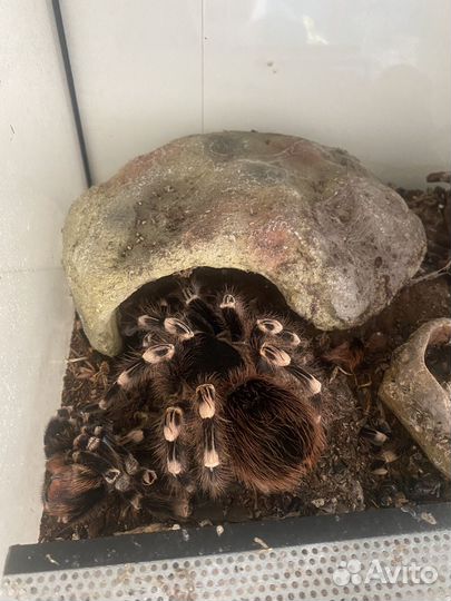 Паук-птицеед, эублефар, террариумы с наполнением