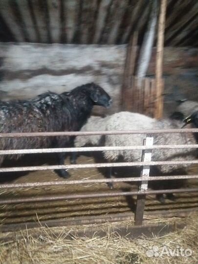 Курдючные бараны овцы