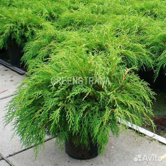 Микробиота перекрестнопарная/80-100 см