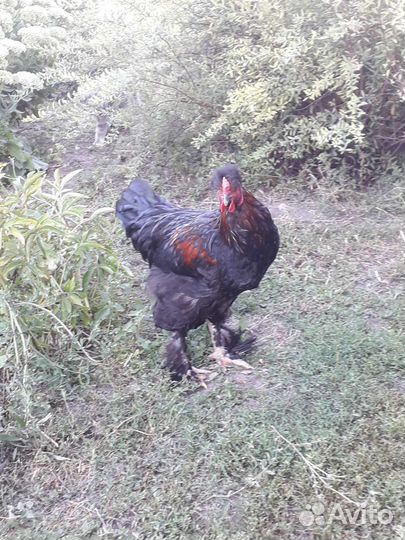 Молодые петушки