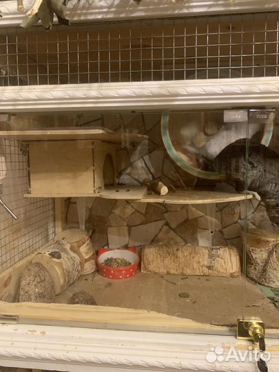 Витрина для шиншилл бу