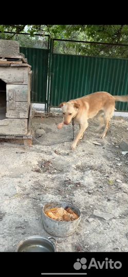 Собака в добрые руки даром