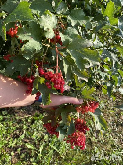 Калина красная