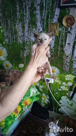 Продажа донских сфинксов. девочки и мальчики