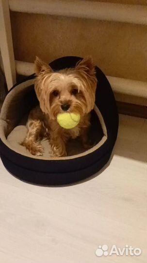 Передержка домашних животных.зооинженер,кинолог