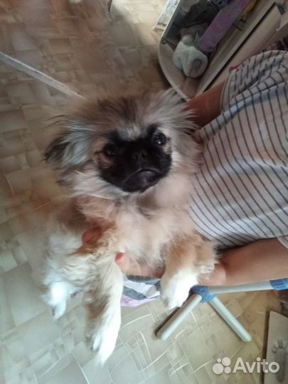 Пекинес