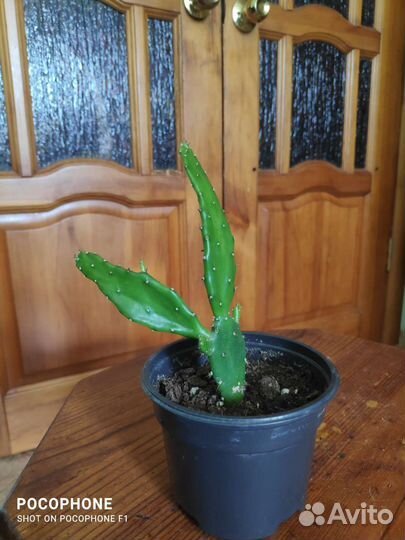 Кактус опунция