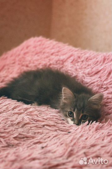 Котенок в добрые руки