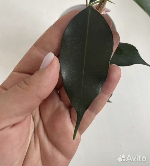 Фикус Даниэль