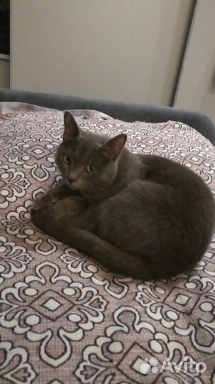 Кот в добрые руки