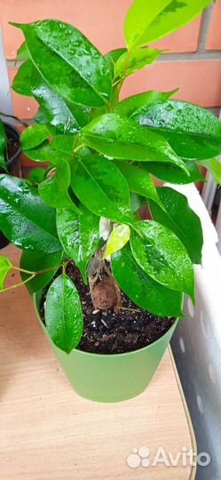 Фикус бенджамина Реджинальд