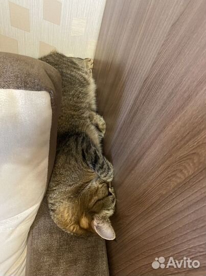 Передержка котов и кошек