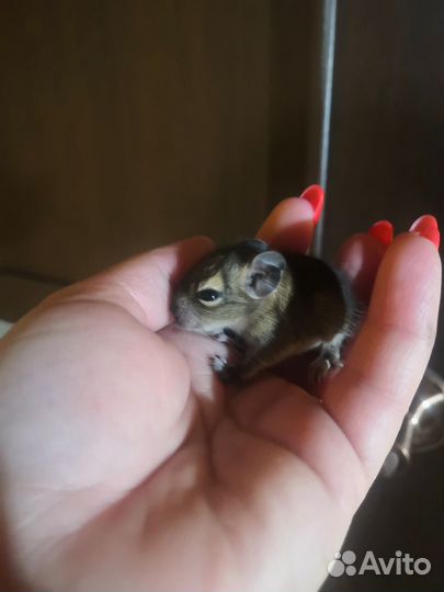 Чилийская белка дегу