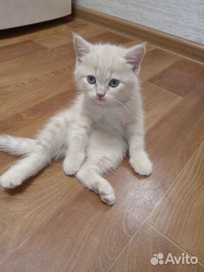 Котята метисы