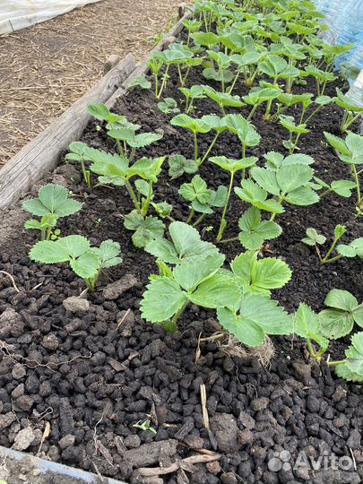 Усы клубники вкусной