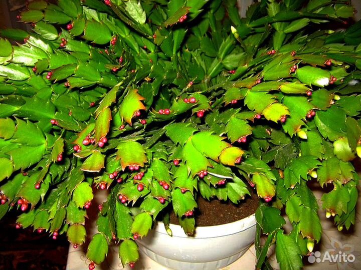 Шлюмбергера Pink цветущий Рождественник