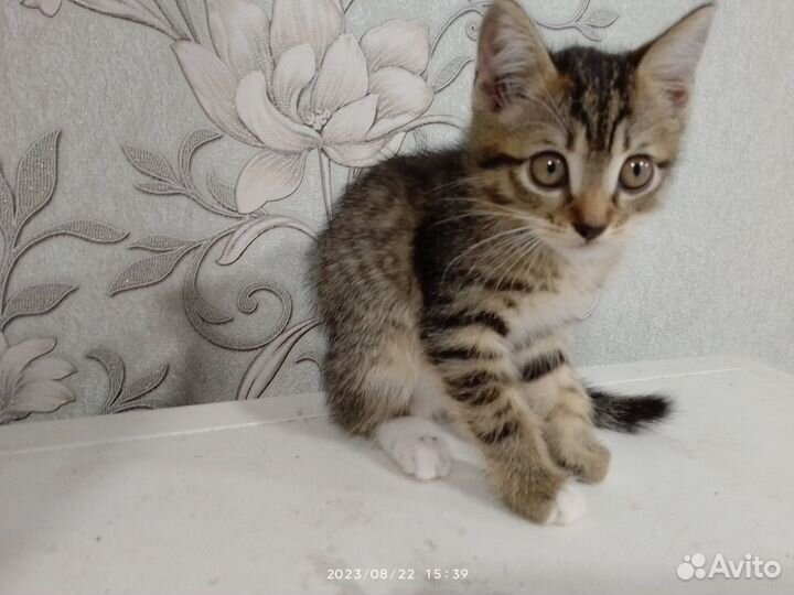 Кошка в дар