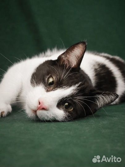 Котик из приюта