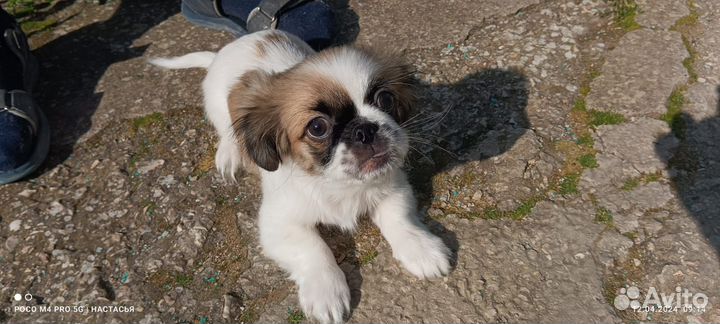 Щенки японский хин