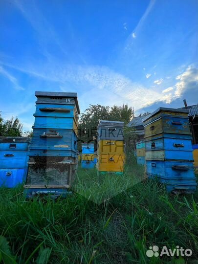 Мёд гречишный, полевой, разнотравье