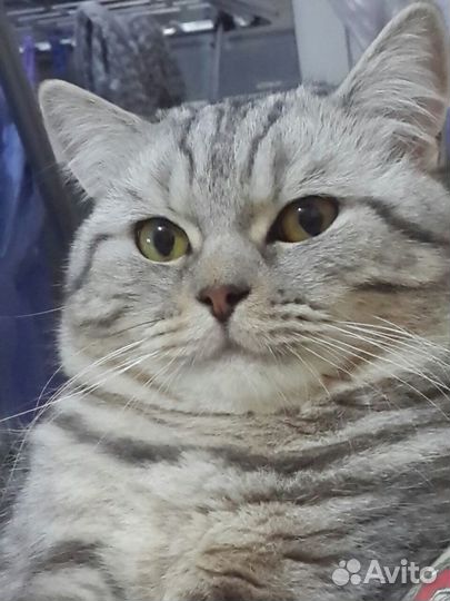 Вязка.Шотландский Скоттиш страйт