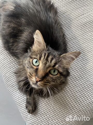 Кошка в дар