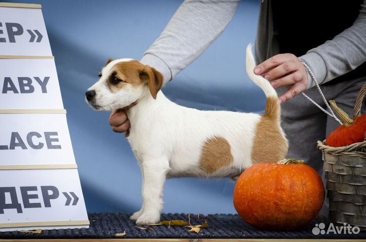 Джек Рассел терьер