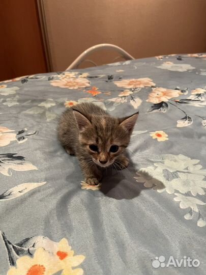 Котики бесплатно в добрые руки