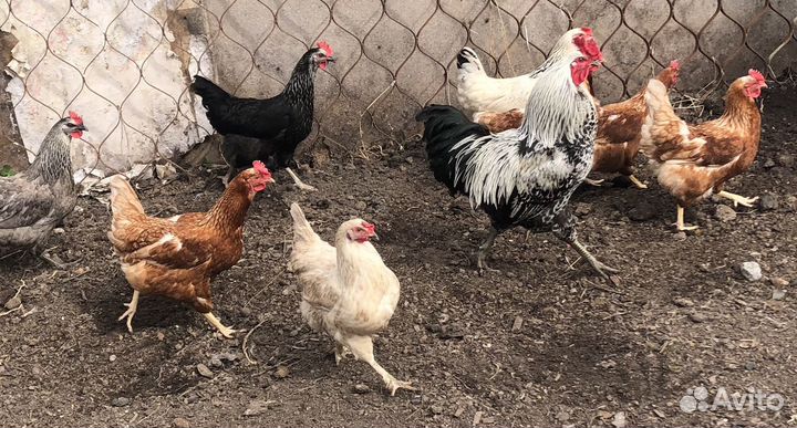 Инкубационное яйцо кур