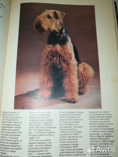 Книга. Слово о собаке. Корнеев. 1989г