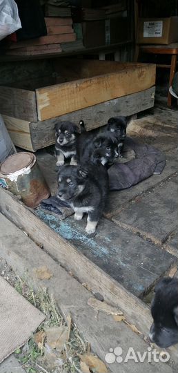 В добрые руки