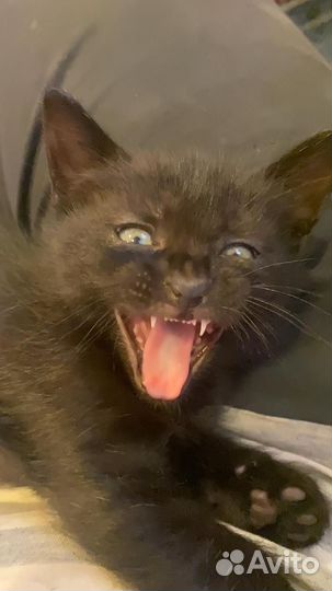 Котёнок в дар