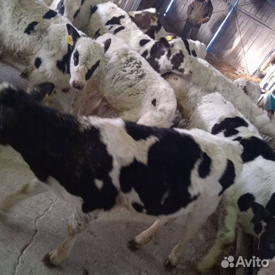 Бычки, телята от 1мес