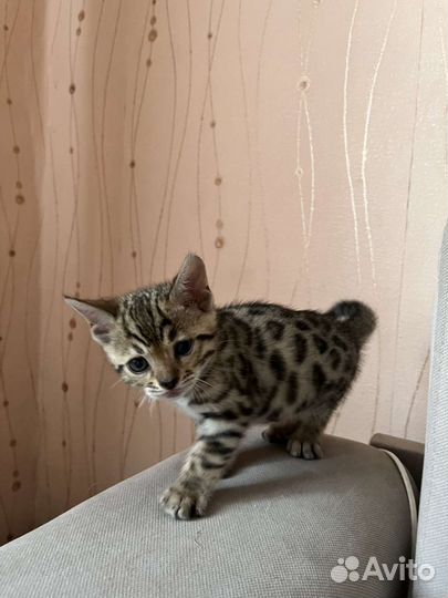 Бенгальская кошка