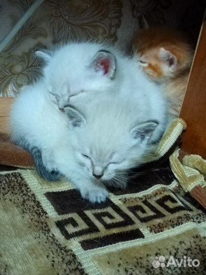 Котята в добрые руки