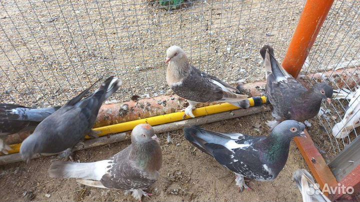 Голуби турецкие такла