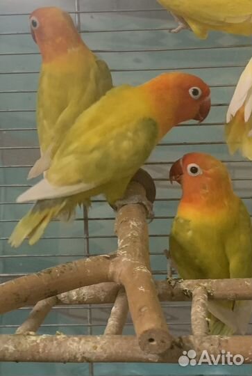 Неразлучники разных видов